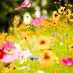 Carbonul din sol ar putea fi esențial pentru protejarea biodiversității și a climei în același timp la nivel mondial