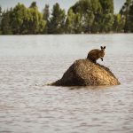 Cum ar arăta lumea dacă nivelul mării va creşte cu 80 de metri
