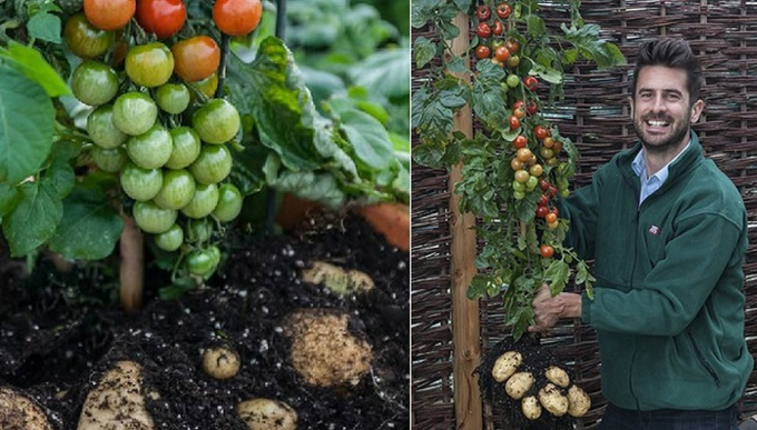 Cum să cultivi o plantă care să producă atât cartofi, cât şi roşii
