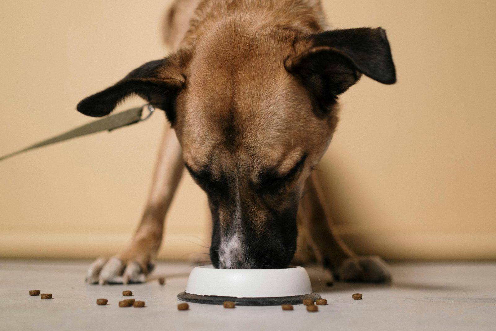 afaceri animale de companie