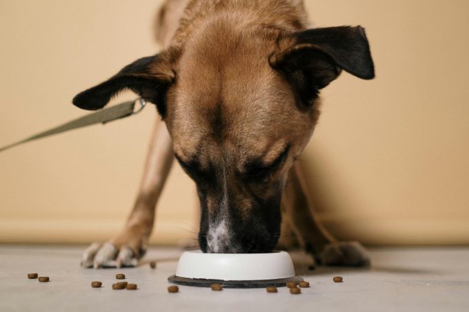 afaceri animale de companie