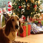 animale oferite cadou de Craciun si abandonate