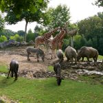 animale salbatice