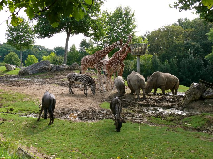 animale salbatice