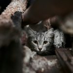 animalele abandonate
