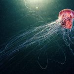 biomimicry