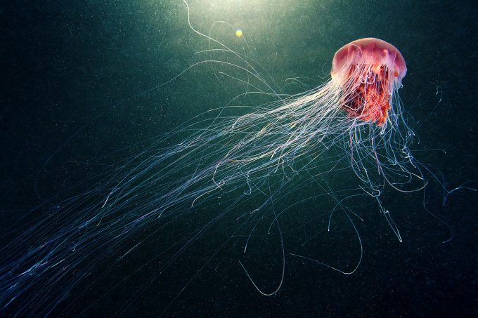 biomimicry