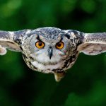 inventie: solutia poluarii fonice inspirata de bufnite