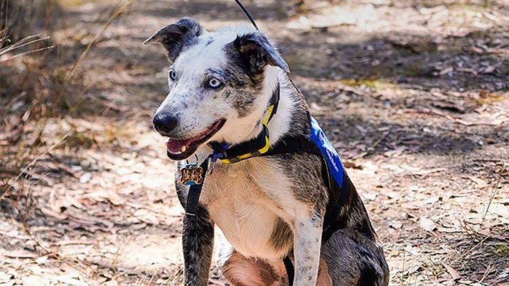 bear dog saves koala