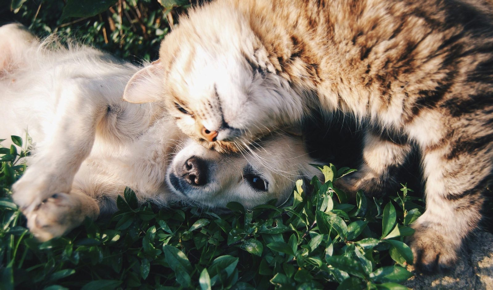 costuri caine sau pisica