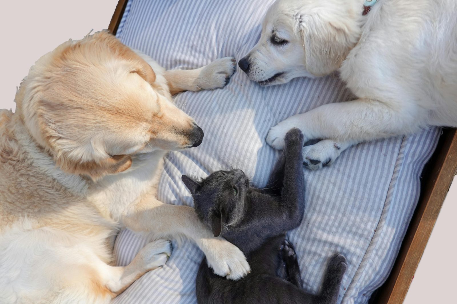 Mega târg de adopții la Timișoara, 28-29 septembrie 2025: zeci de câini și pisici își caută familii iubitoare. Adoptă responsabil și salvează o viață!