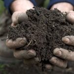 compost