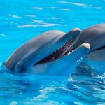 7 descoperiri uimitoare despre animale