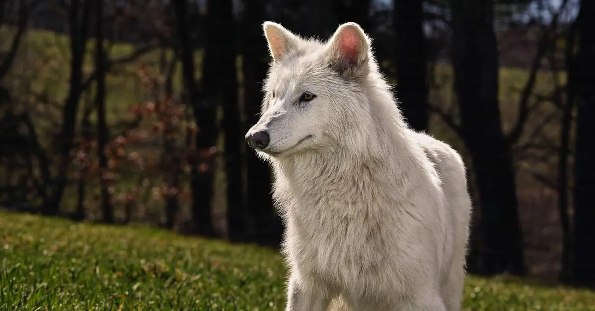 Dire Wolf, lupul preistoric