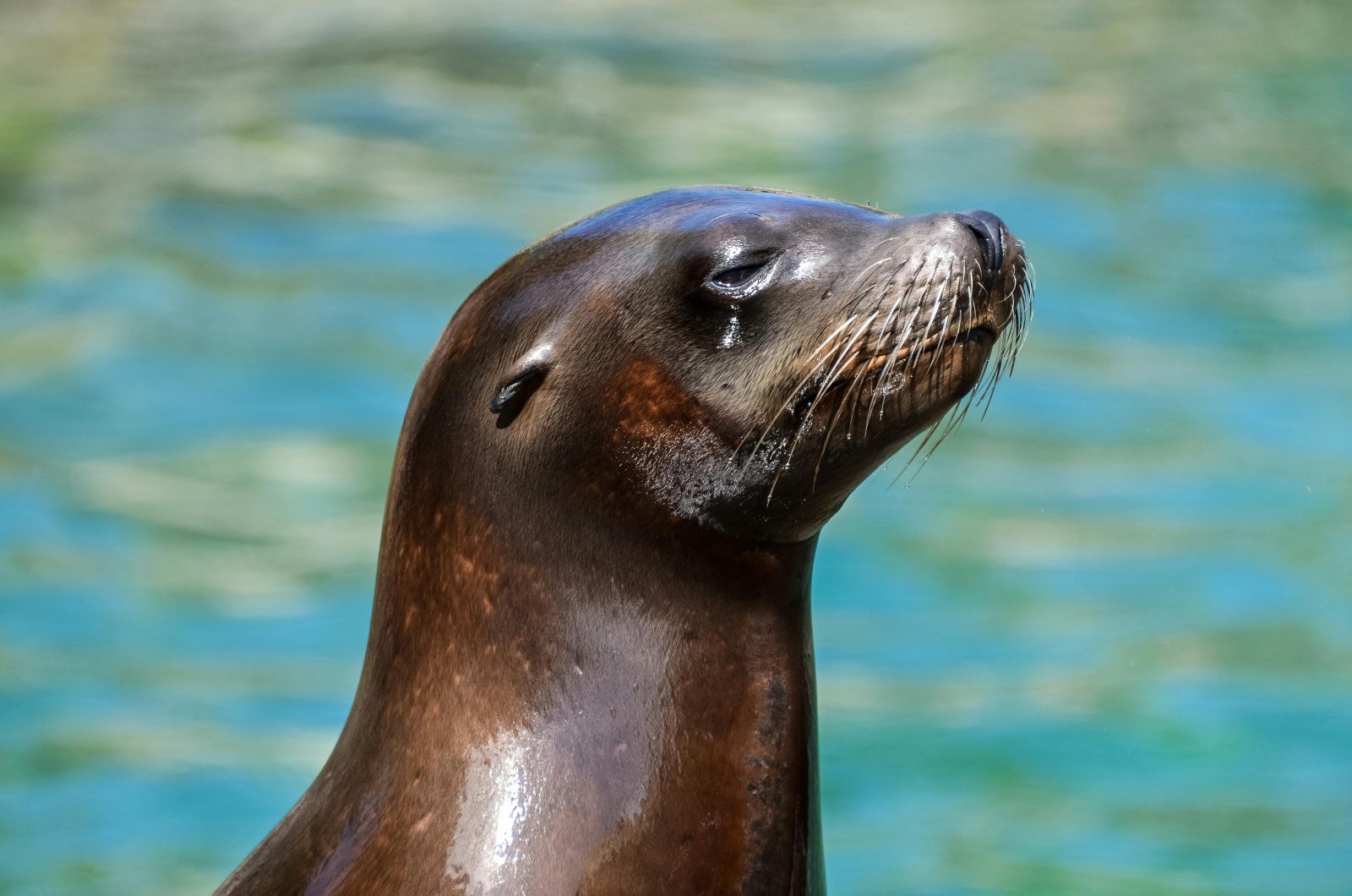 Grădina Zoologică din Brașov