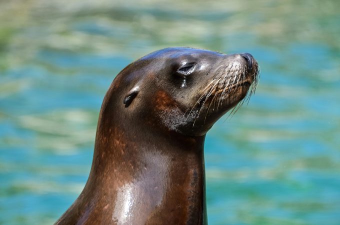 Grădina Zoologică din Brașov