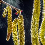fotografii-cu-natura-salbatica