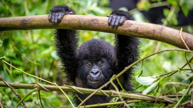 gorile congo