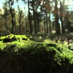 harta a soarelui in gradina