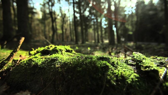harta a soarelui in gradina