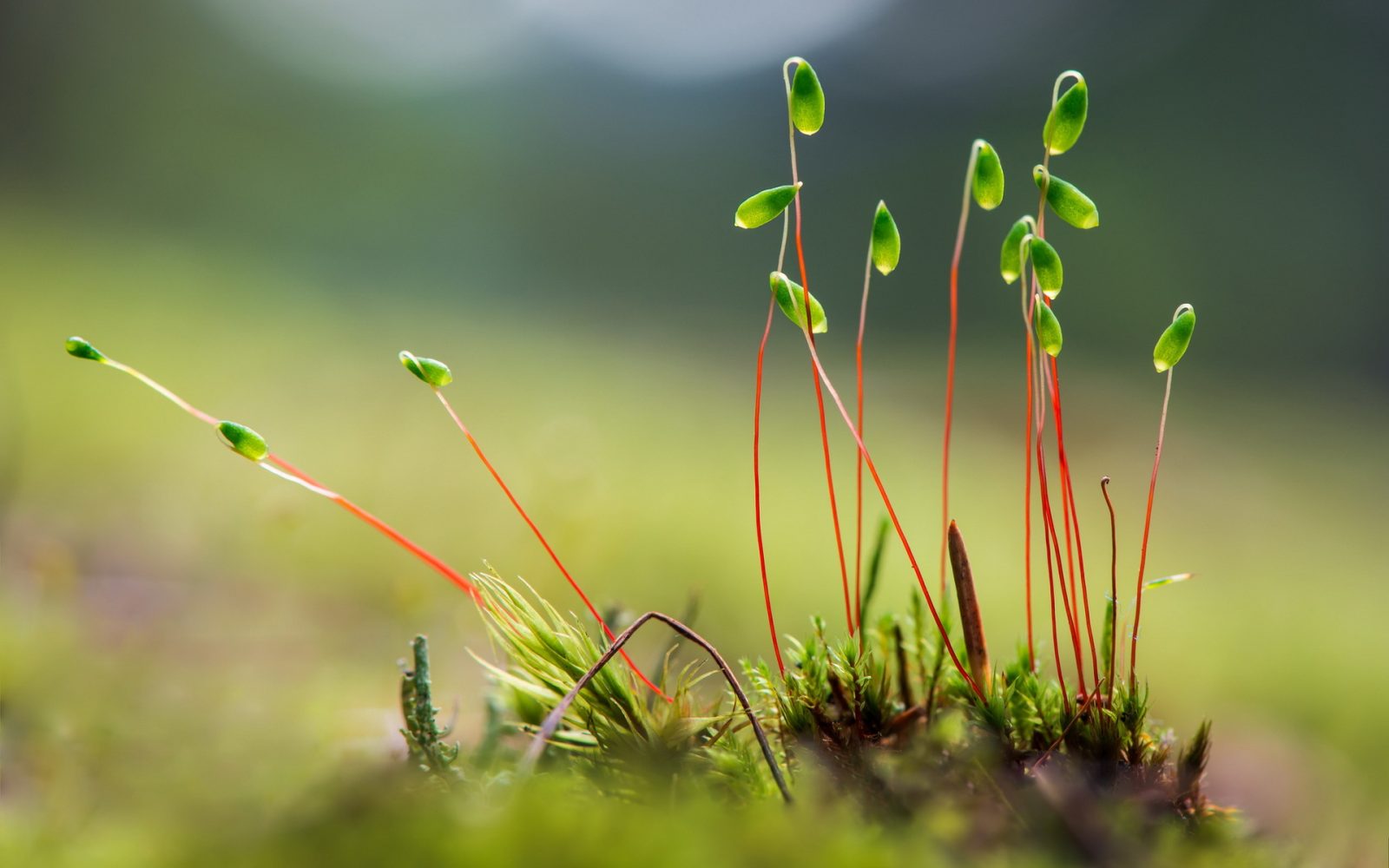 inteligenta plantelor si poluarea sonora