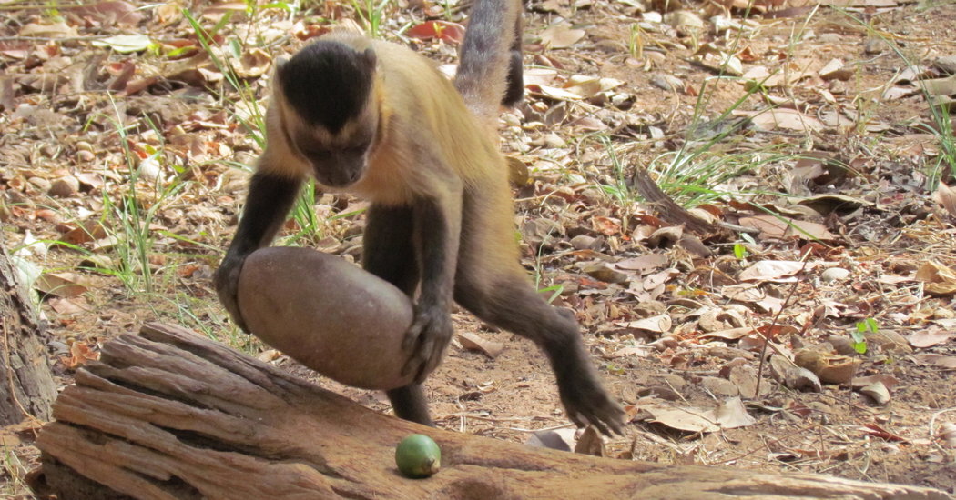 maimuta