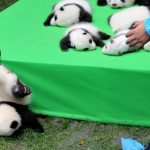 panda