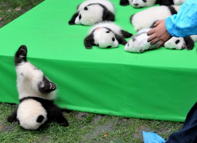 panda