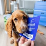 pasaport animale