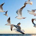 pasarile migratoare si schimbarile climatice