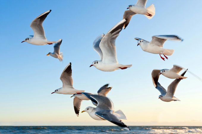 pasarile migratoare si schimbarile climatice