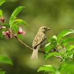 Pasarile care se trateaza singure