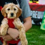 pet expo 2025 romania