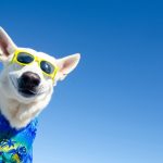Planifică ieșirile cu câinele tău fără griji: checklist complet pentru hidratare, echipament, siguranță și sfaturi practice pentru drumeții și vacanțe pet-friendly.