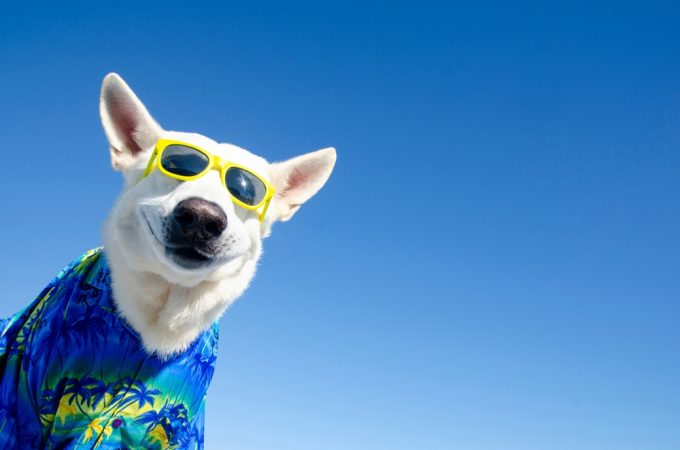 Planifică ieșirile cu câinele tău fără griji: checklist complet pentru hidratare, echipament, siguranță și sfaturi practice pentru drumeții și vacanțe pet-friendly.