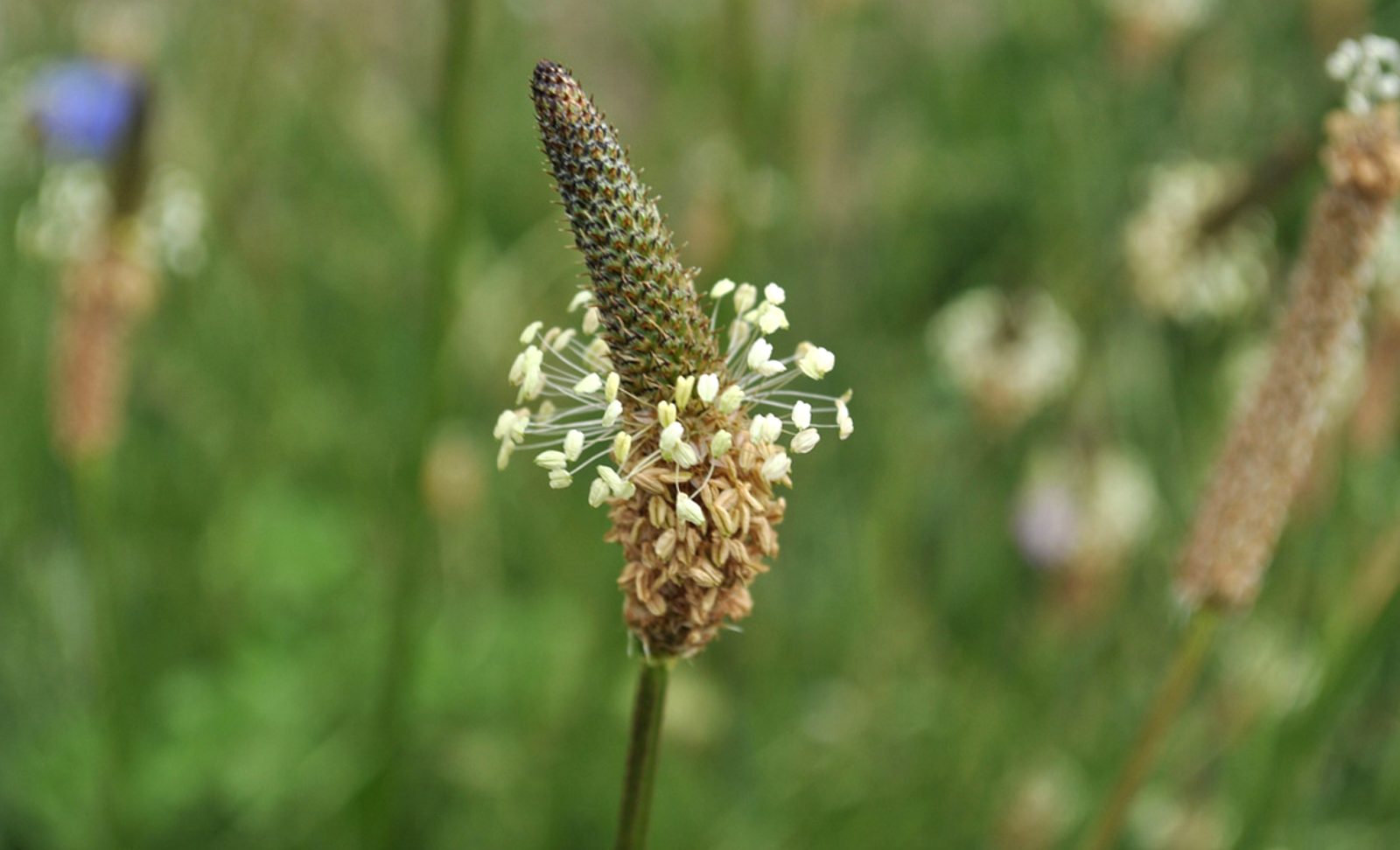 remedii naturale