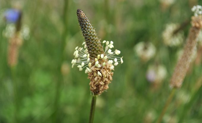 remedii naturale