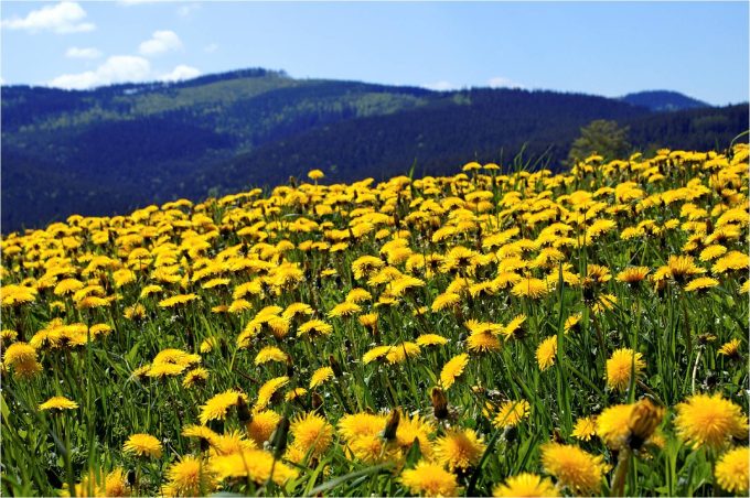 retete papadie