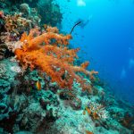 noi specii marine