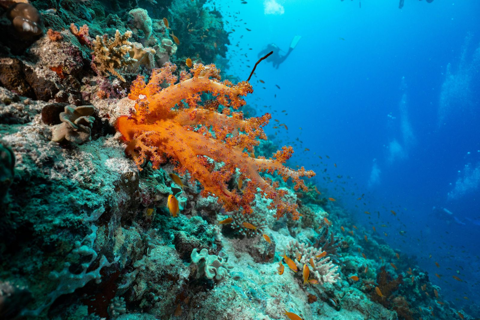 noi specii marine