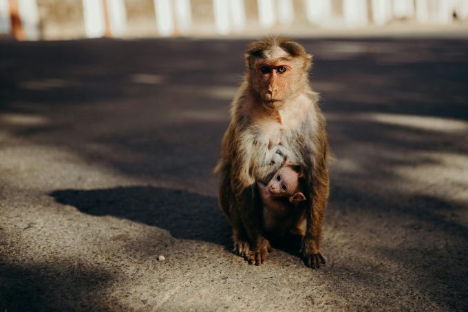 trafic de animale pe social media