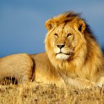 Vanatoarea de lei - Africa