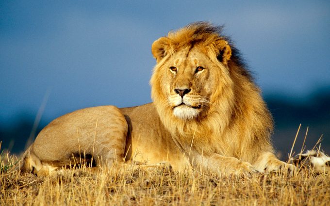 Vanatoarea de lei - Africa