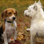 animale de companie