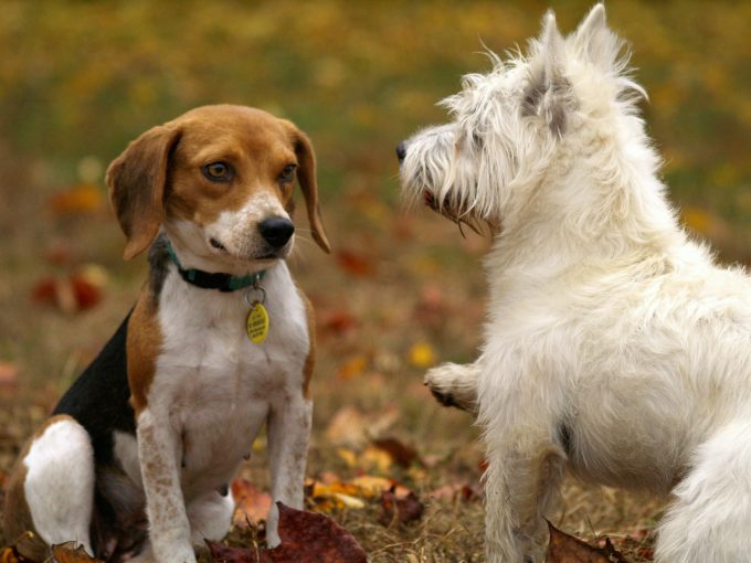 animale de companie