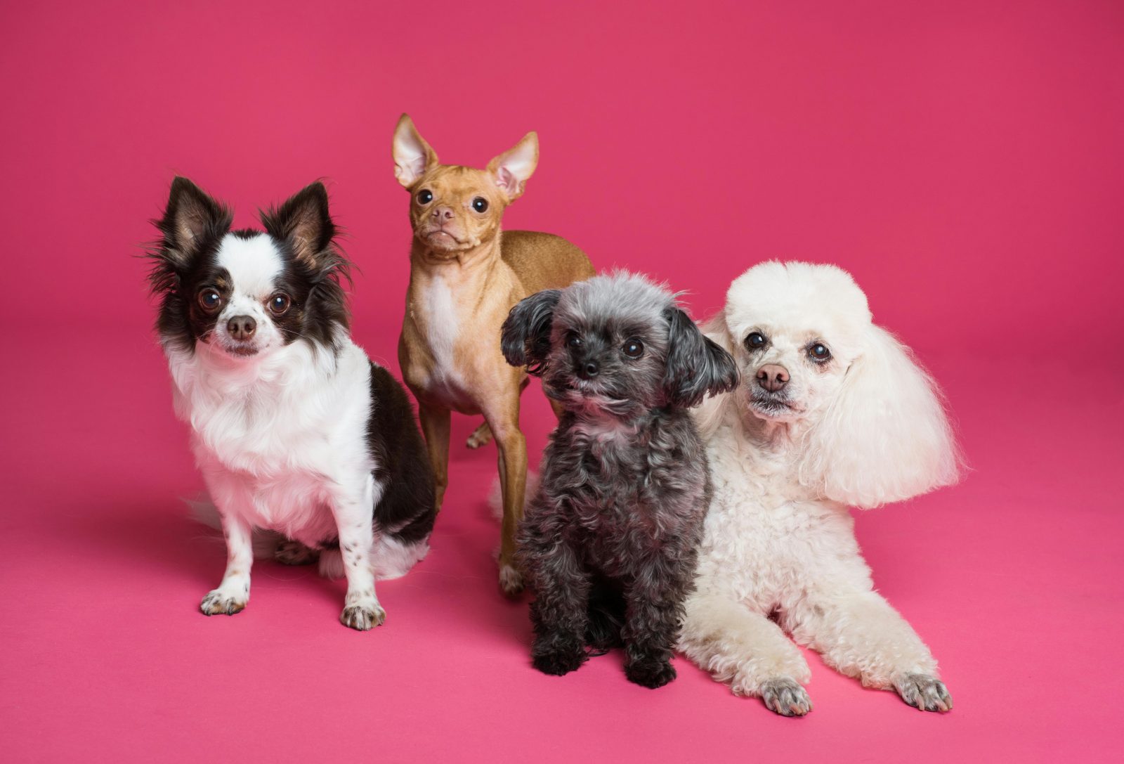 câini
