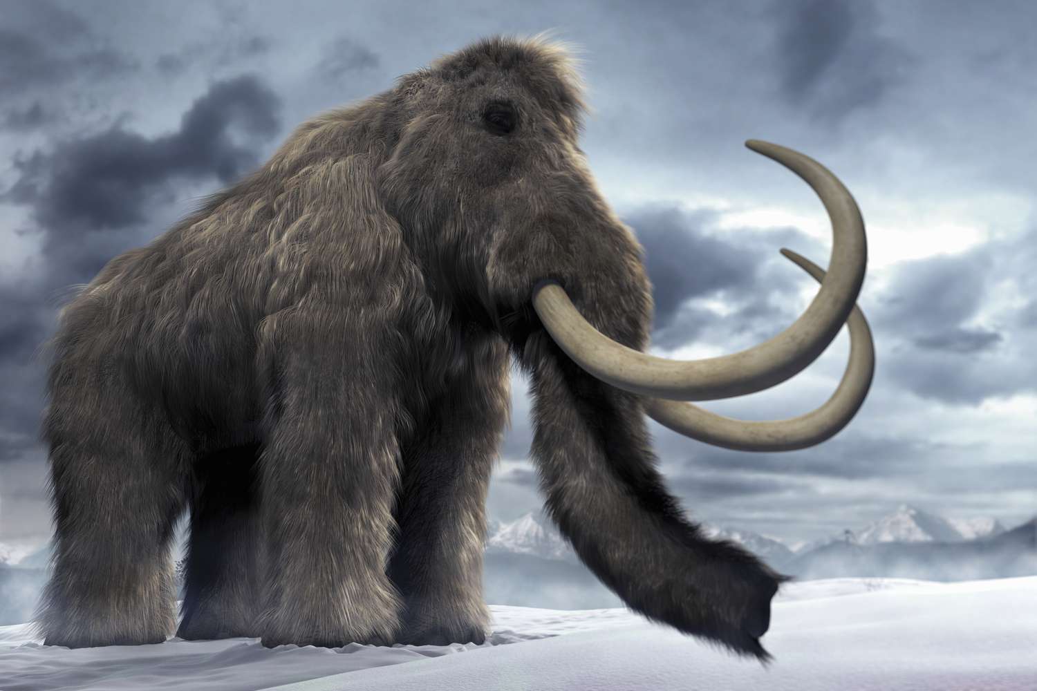 mamut readus la viata