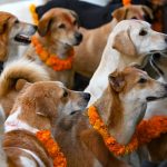Kukur Tihar fastival caini Nepal