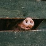 boli animale