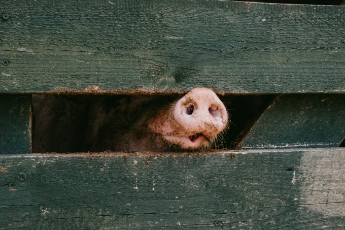 boli animale